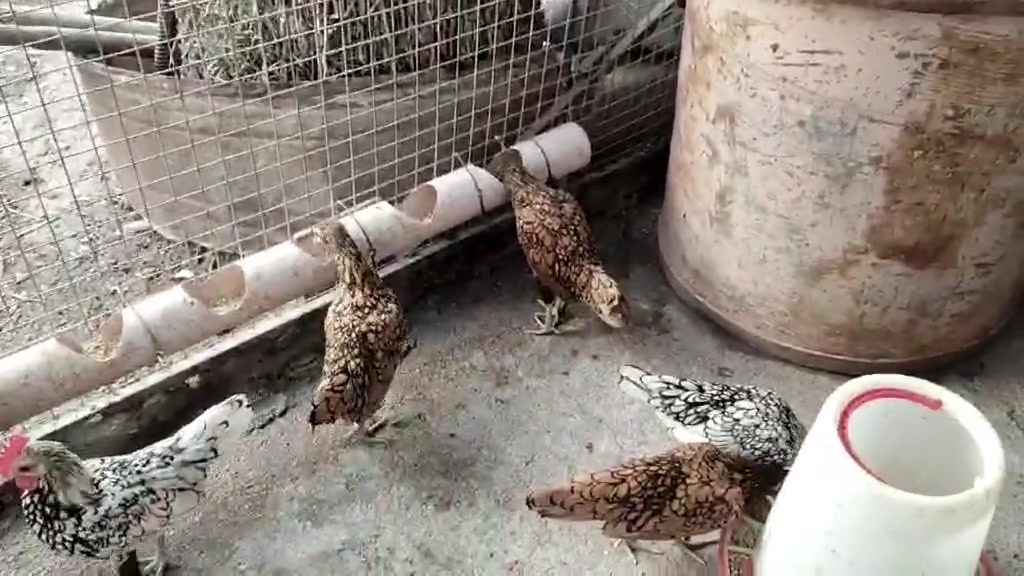 سيت اسباني • سيت نمريي • ناصريه مركز