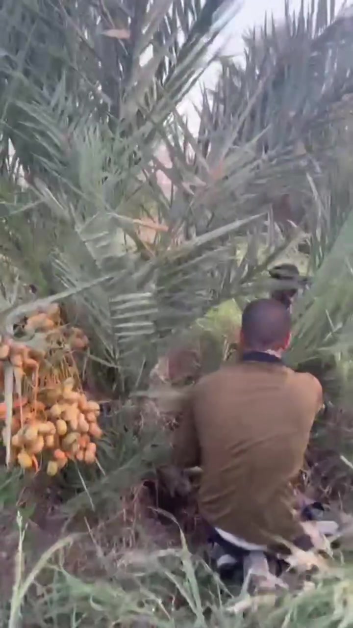 على بركة الله
تتوفر في مزرعة الليلو للنخيل 
فسائل من ام نسيجية للأصناف التالية :
🌴 مجهول
🌴 قرنفلي
🌴 عجوة
🌴 صگعي
🌴 زاملي
🌴 خلاص
📞 للطلب والاستفسار:
📱 ***********  
📱 *********** 
📱 *********** واتساب
.
📍 محافظة واسط - الكوت - طريق العمارة
