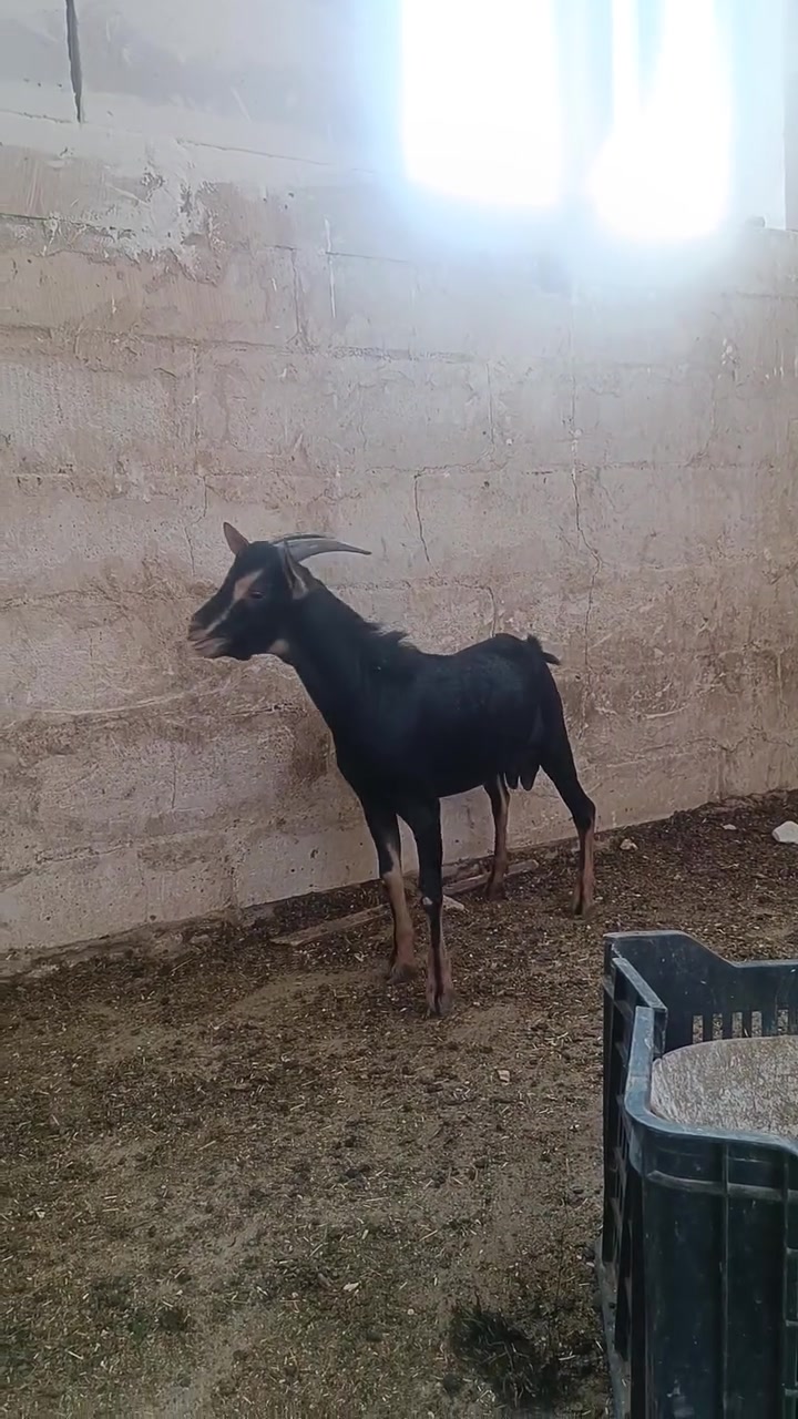 فحل • قزم • بصرة