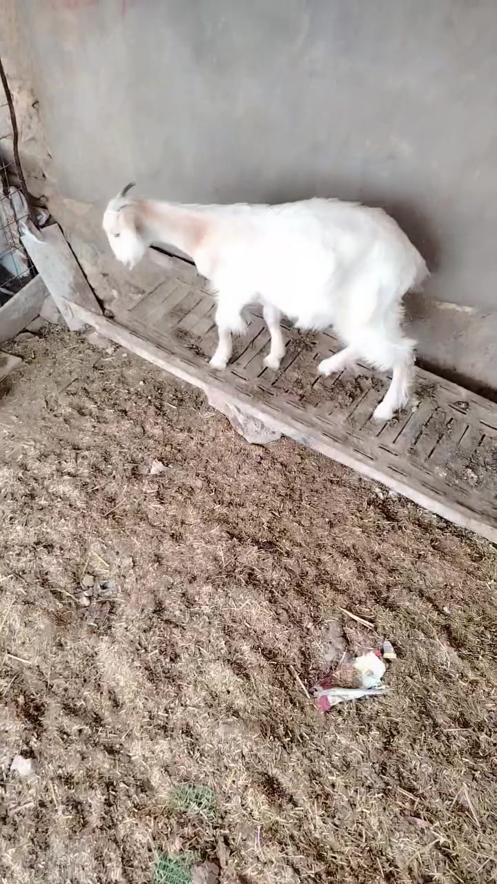 للذبح • بروانه • مفتوح