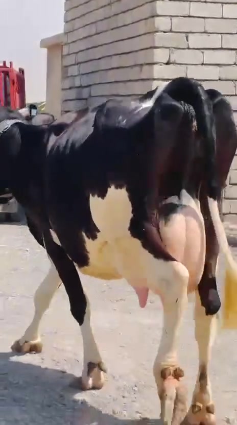 سلام عليكم رغوث على كل عيب ولدت البارحه المغرب لأ محينه ولا كل شيء مآل جناي درجه اولى خط اول خشانه فول ضالمهه التصوير المكان الشرقاط قريه شكرا ***********
