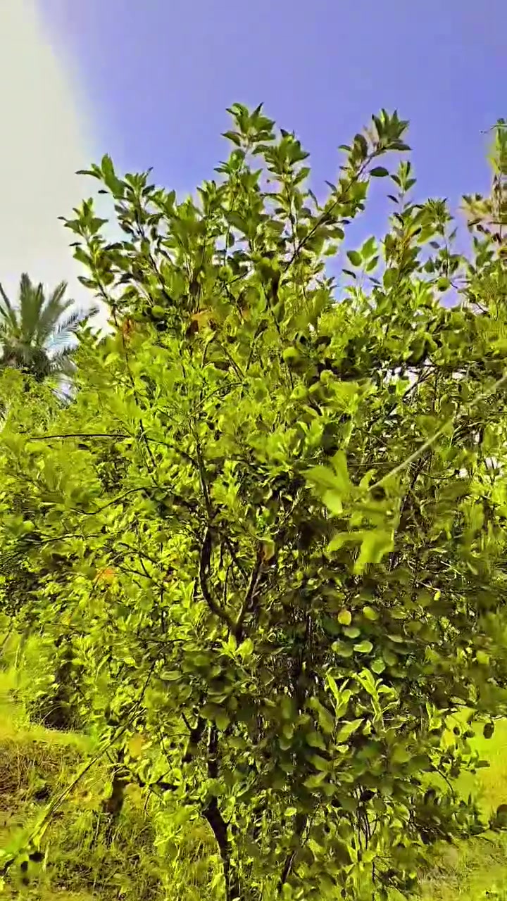 السلام عليكم دونم للبيع يوم سيطره بغداد ابو شطيب***********
