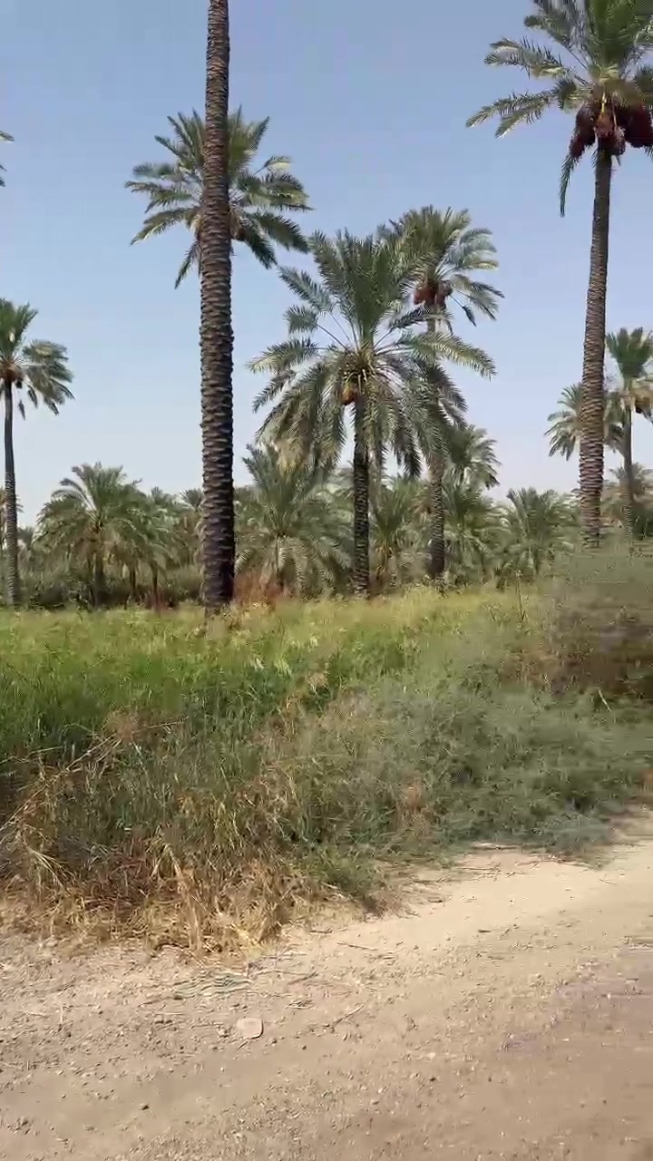 سلام عليكم يوجد للبيع دونمين ملك طابو صرف في محافظة بغداد منطقة المدائن قرب شارع سيد علي الوجه ٥٠ النزال ١٠٠ تتوفر من خدمات كهرباء+ماء أسأله+ماء سقي أيضاً تبعد عن نهر دجله ٧٠٠ متر 
تباع حسب الطلب  دونم أو اثنين للاستفسار الاتصال *********** /***********
