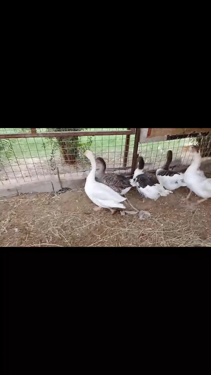 بط عرب • ٦ قطع • الراشديه