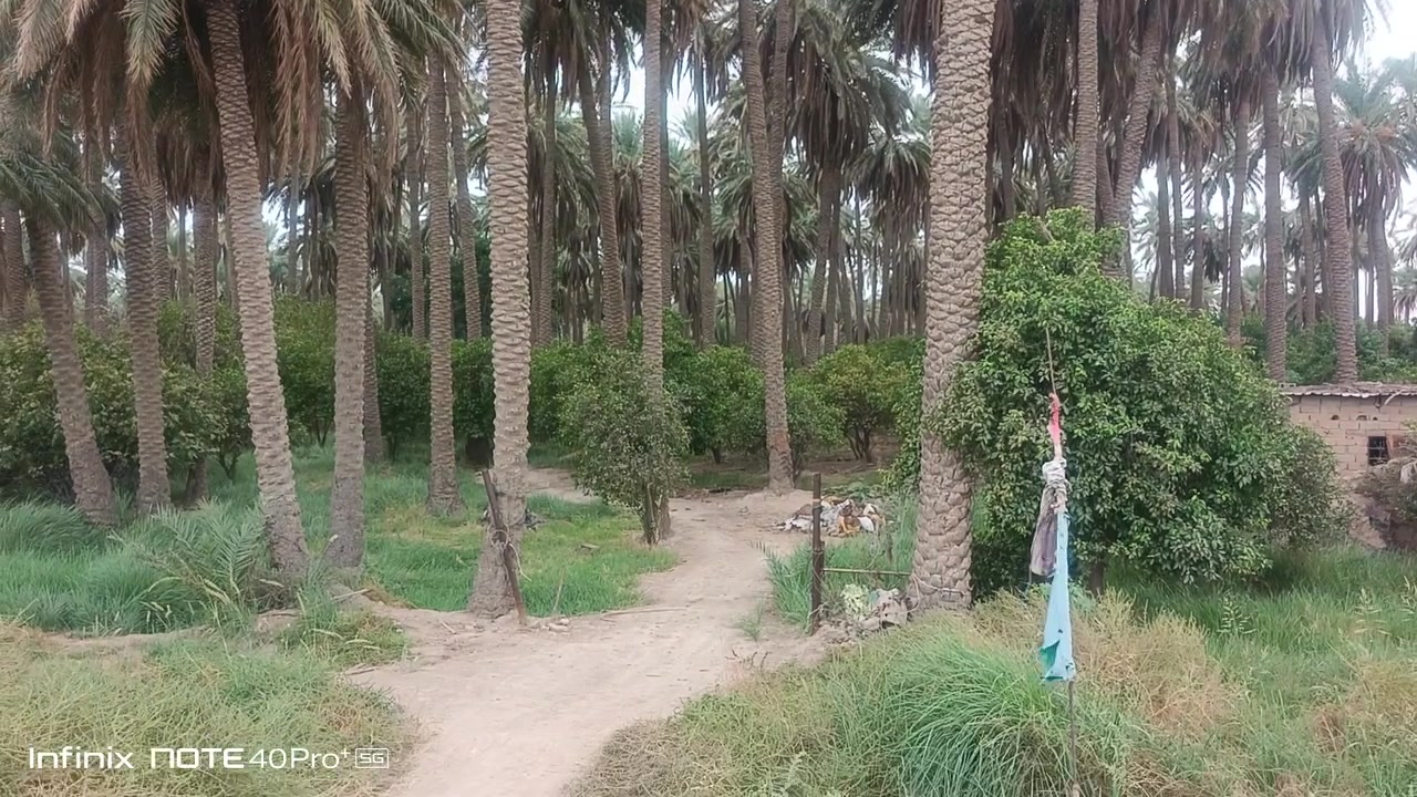 بستان • ٤ دوانم • الزبيدية