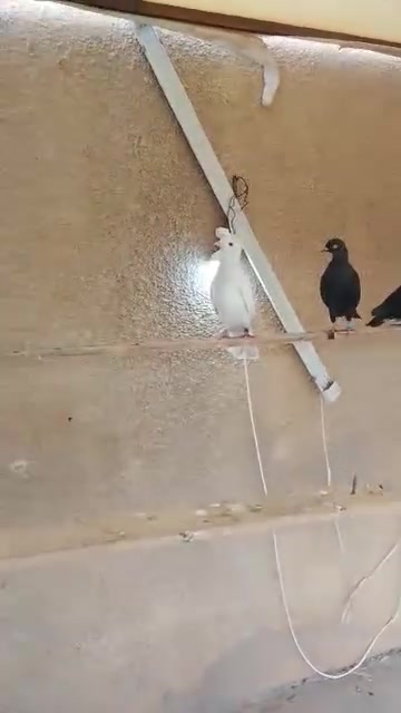 لوت • بغداد