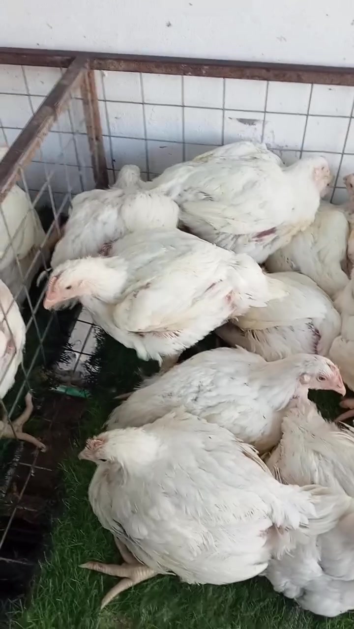 اسعار يوم الاثنين 
2026/9/21
✨ لو تلحك لو ماتلحك 
  🐓 دجاجه 6500 عرض 4      25000
  🐓دجاجه 7500        
  🐓دجاجه 8000     

📍 العنوان:

الكوت - سايدين دور العمال - مقابل مجمع الكوثر 🏢🚗 (مجاور مهرجان مول)

🚚 خدمة التوصيل 1000 لجميع مناطق الكوت

 الاستفسار على الواتساب 📞☎️📱
***********
*********** # #الكوت #واسط
