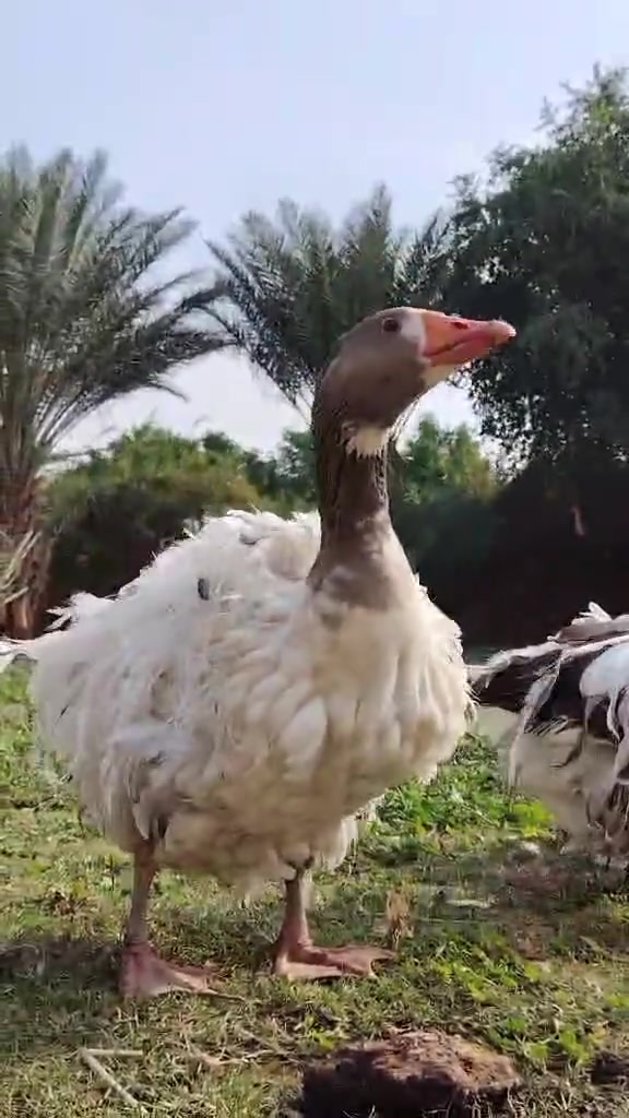 وز • ٦ إناث • ذكر واحد