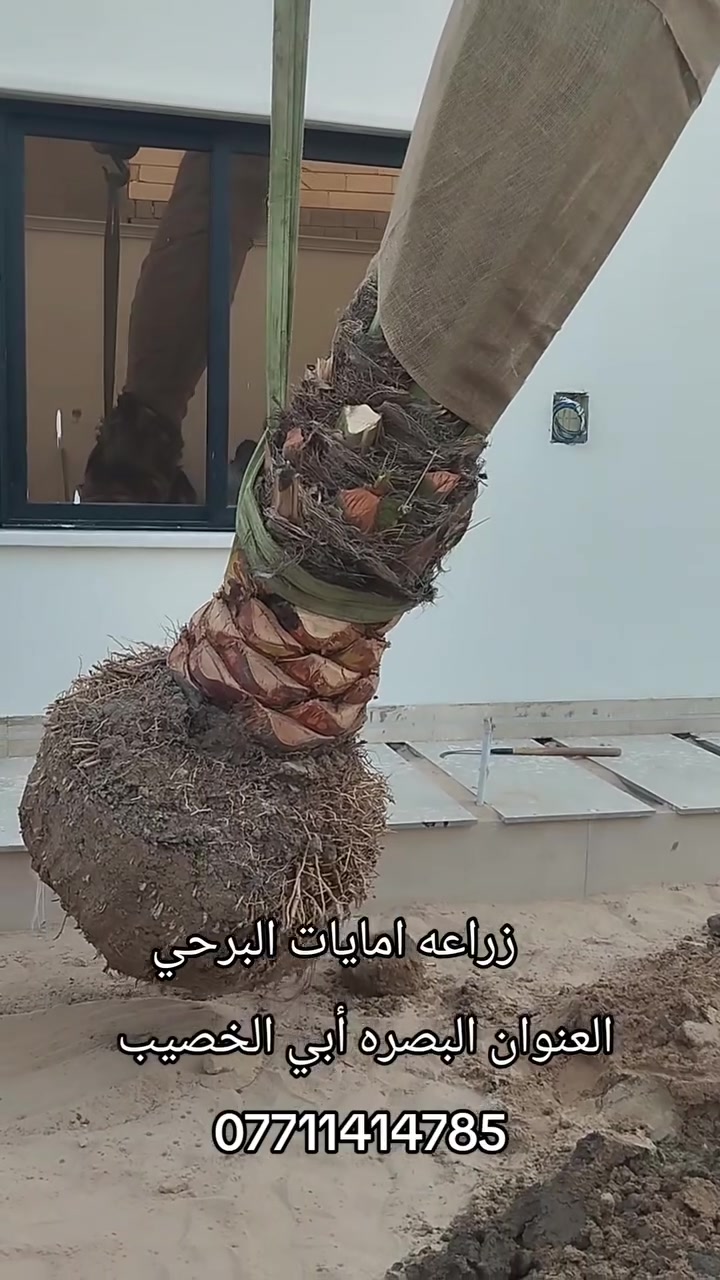 بستنة • البصرة • أبي الخصيب