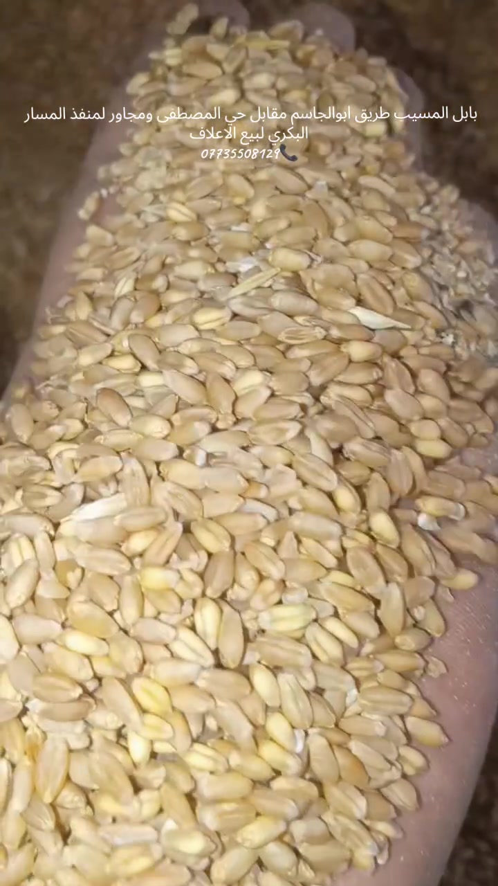 حنطة علفية • درجة أولى • بابل المسيب