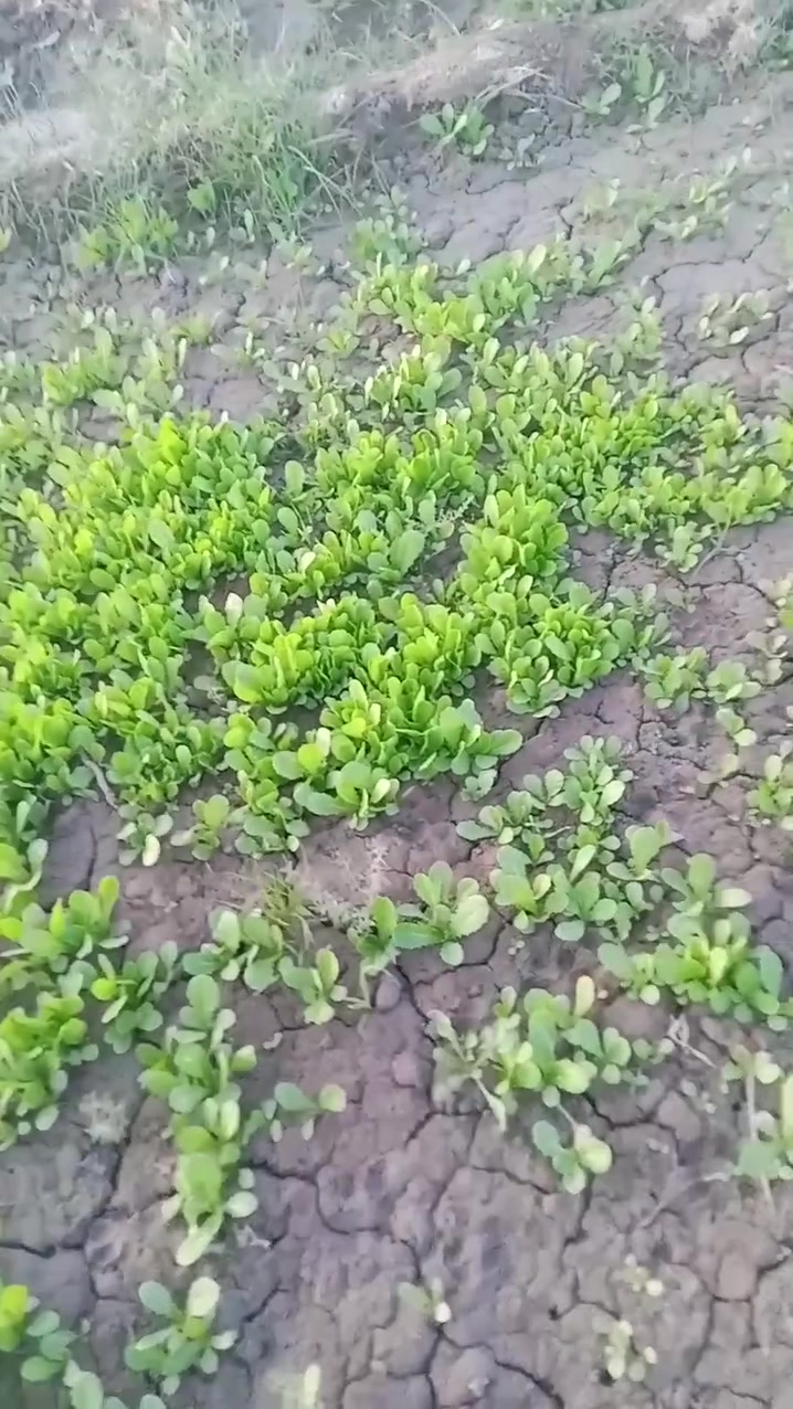 خس • دايه • للبيع