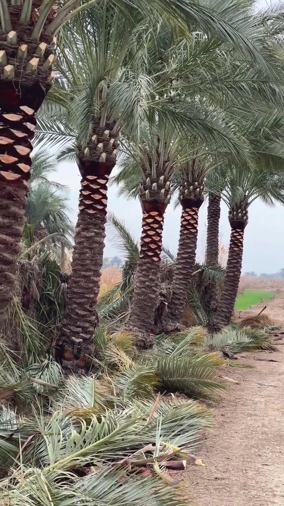 تنظيف نخيل • مكربجي • جاهز للخدمة