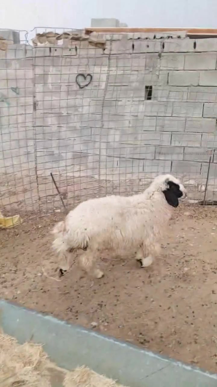 طلي • شتريده