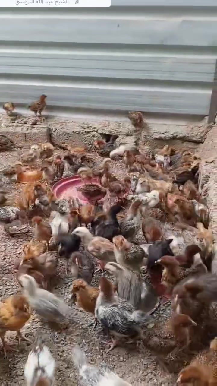بسم الله ماشاء الله
متاح صواصي عرب عمر شهر الوان حيل حلوة شرط الصحة والنشاط الزوج مفرد 5500 جملة 5000 مكاني موصل رشيدية ***********
