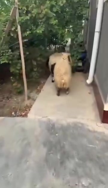 طليان • افحل • هيت ناحية الفرات