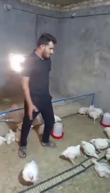 يا الله وان شكرتم لازيدنكم
خوان وصول وجبه جديده الي خان بركات ام البنين لبيع الدجاج الحي
اخوان موجود عندي وزن عل الكيلو وموجود عندي عدادي شتريد بلخدمه
اخوان دجاج محلي شرط نضافه والمصداقيه
يوجد تقطيع حسب طلب زبون
يوجد خصم لأصحاب الكميات والمناسبات والمطاعم
يوجد توصيل مجاني داخل الدغاره
بأداره صادق النايلي ***********
