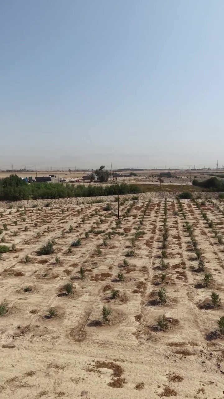 � اليوم خطوة جديدة في طريق الإنتاج الحقيقي 🌴

تم اليوم إنشاء مزرعة نخيل في قضاء الزبير بعدد 250 نخلة، بأصناف:
🌴 برحي
🌴 إخلاص
🌴 زاملي
🌴 صكعي
🌴 فحل الغنامي

والنخيل المزروع بعمر 3 سنوات، من تجهيز مشاتل الساحل الأخضر.

🌱 واعتمدنا في برنامج التغذية على الأسمدة العضوية، ومن ضمنها سماد فيرمي كمبوست، بهدف دعم نمو الجذور ومساعدة النخيل على الاستقرار والنمو في التربة.

من اختيار الصنف والعمر، إلى الزراعة والتسميد… نحن نتابع التفاصيل حتى تكون البداية صحيحة والإنتاج هو الهدف.

📍 العنوان: البصرة – منطقة البراضعية – شارع سيد أمين
📞 ***********

مشاتل الساحل الأخضر — من تجهيز النخيل إلى متابعة المزرعة. 🌴� @
