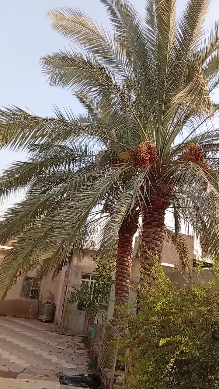 سلام عليكم  بيت طابو زراعي 380 متر في العباسيه
حي رساله الثانيه سند 25 مرقم من البلديه توصل ***********
