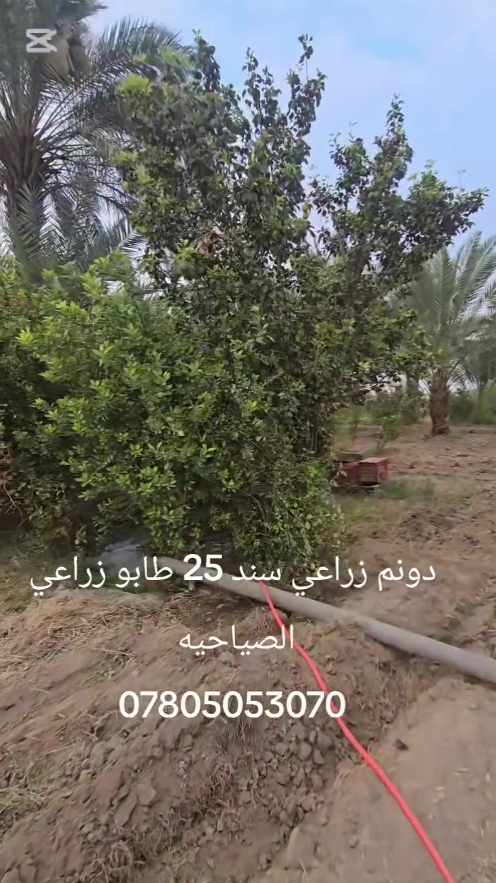 بابل الصياحيه • دونم • سند ٢٥