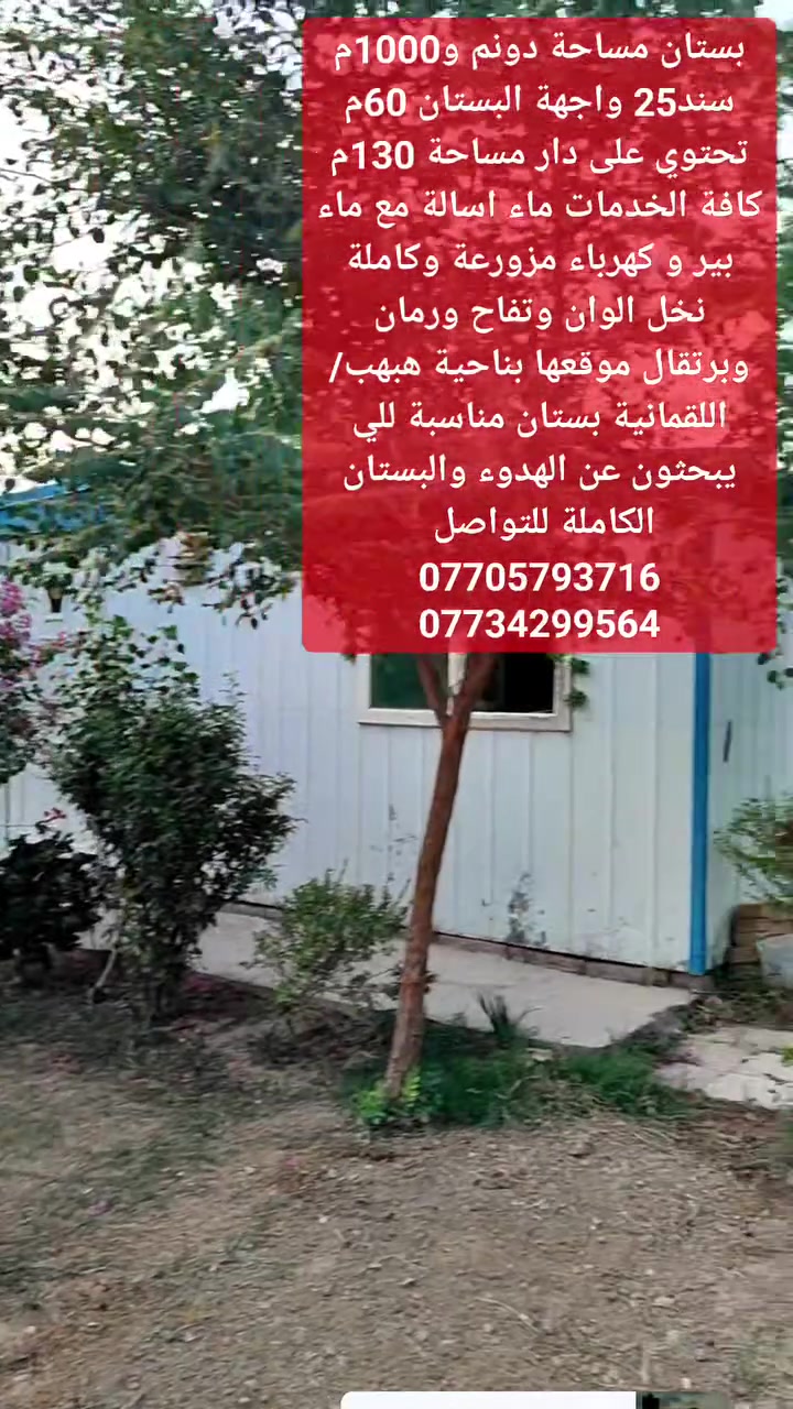 بستان ملك • ٣٥٠٠م • هبهب اللقمانية