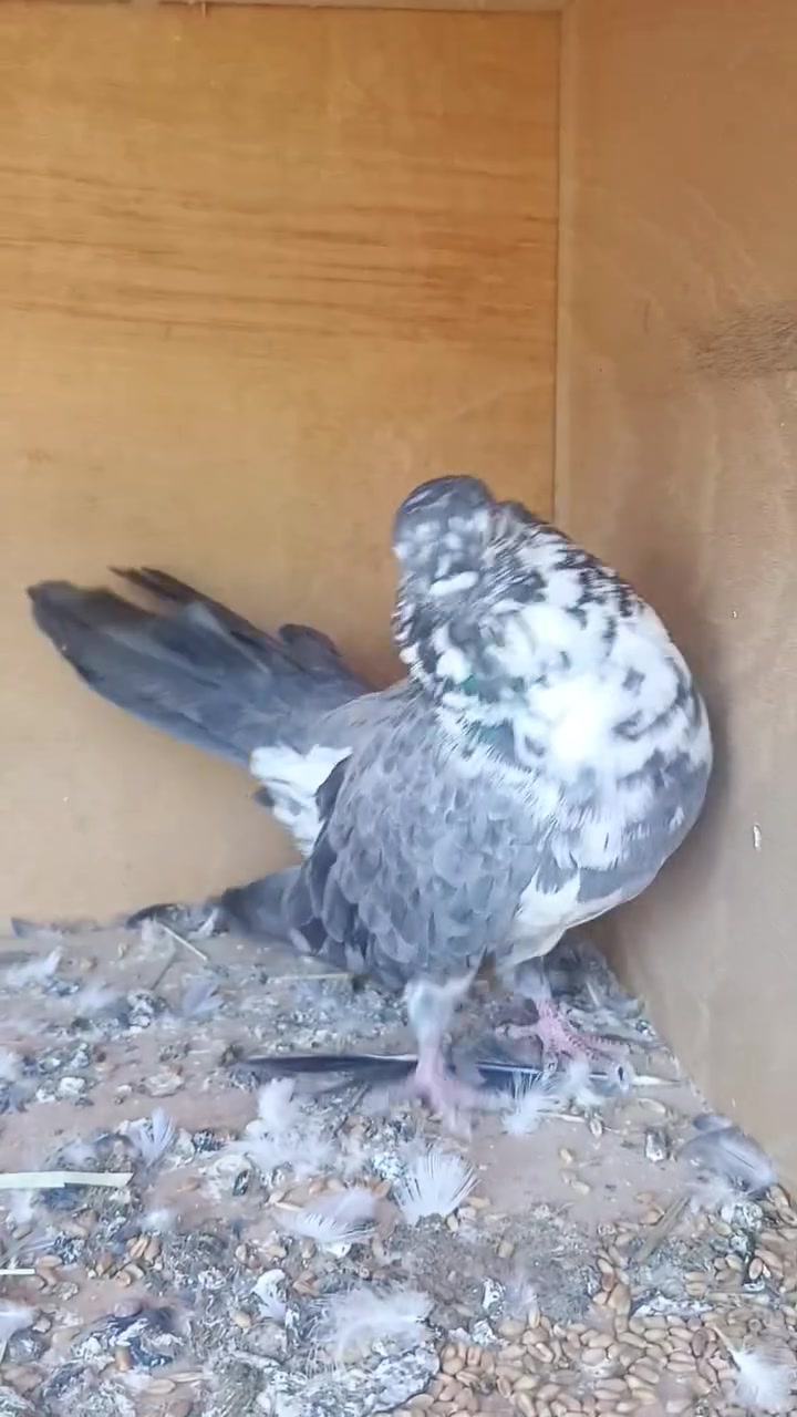 مشاجير رس • خط أول • ٥ زواج