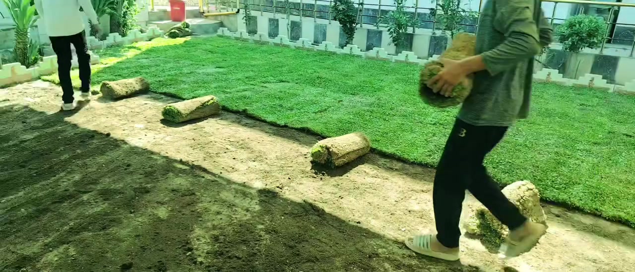 ثيل إيطالي • زراعة ثيل • بلد صلاح الدين