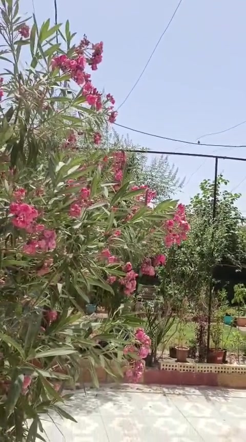اسلام عليكم بييت للبيع المساحه الكليه ٤٠٠م مساحه البناء ٢٢٠ البيت طابقين طابق ارضي والطابق الثاني يتكون من شقتين مساحة كل شقه ١٠٠م
البناء الطابق الأول بلوك من معمل تاج ريان المعرف اما الشقق ثرمستون 
تفاصيل الطابق الأول 
مطبخ واستقبال وغرفه نوم عدد٢ وصاله عدد٢ ومجمع صحيات كراج وحديقه وصحيات خارجيه ومنور من جهيه اليمين واليسار 
تفاصيل الشقق 
استقبال مطبخ هول غرفه منام عدد٢  وصحيات منفرده اما الشقه الثانيه نفس التفاصيل بس الصحيات مشتركه 
كل البيت سيراميك ارضيه وجدران  اما السقوف سقف ثانوي وجبسن بورد 
الكهرباء والماء دفن
السطح سقيفه حديد من النوع الثقيل على كل المساحه السطح والبيتونه 
العنوان شط العرب منطقه كردلان خلف شارع بيت سرداح 
السعر العرض ٢٢٠ وابي مجال رقم تلفون ***********و ***********
طابو زراعي صاحب الأرض موجود وهو جاري
