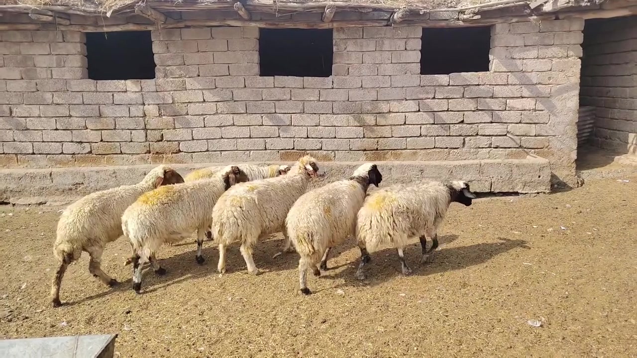 موصل كوكجلي • زوج • واتساب