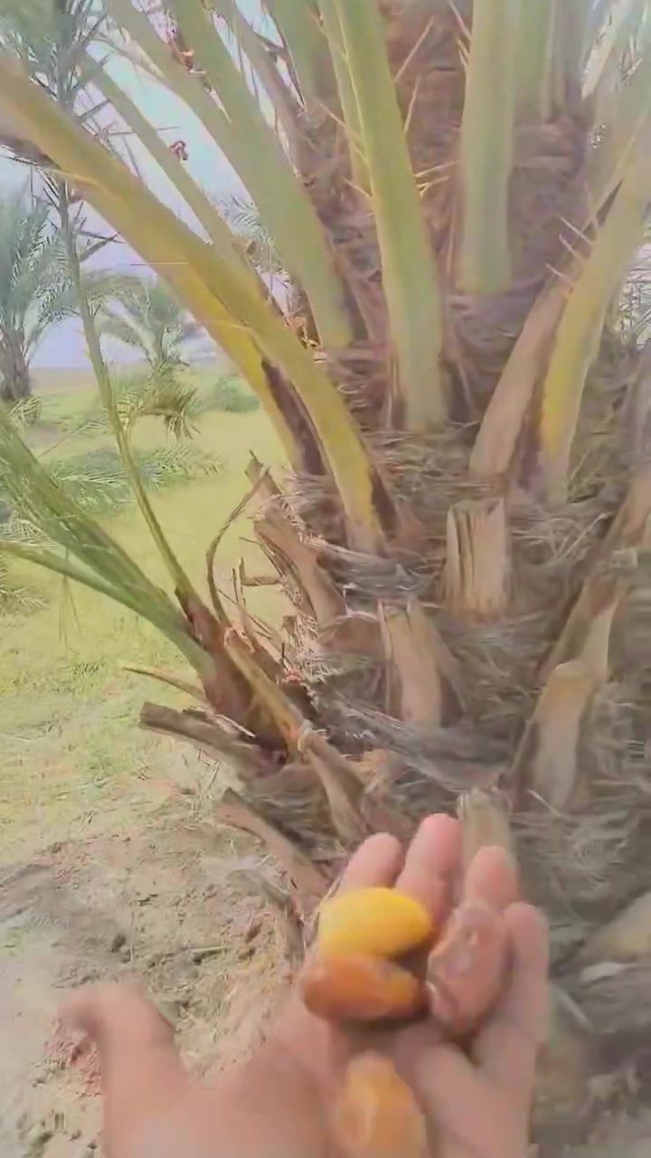 حلاوي • فسائل نخيل • مضمونة