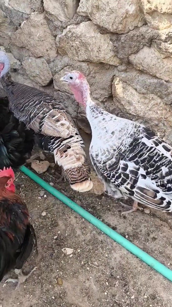 ديوك • عرب • حديثه شيخ حديد