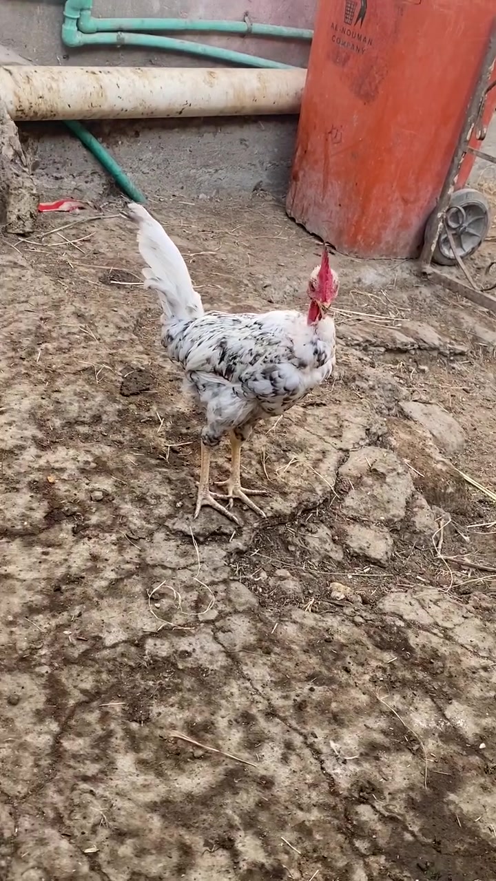 بورسلان • ورد • بصره قرنه