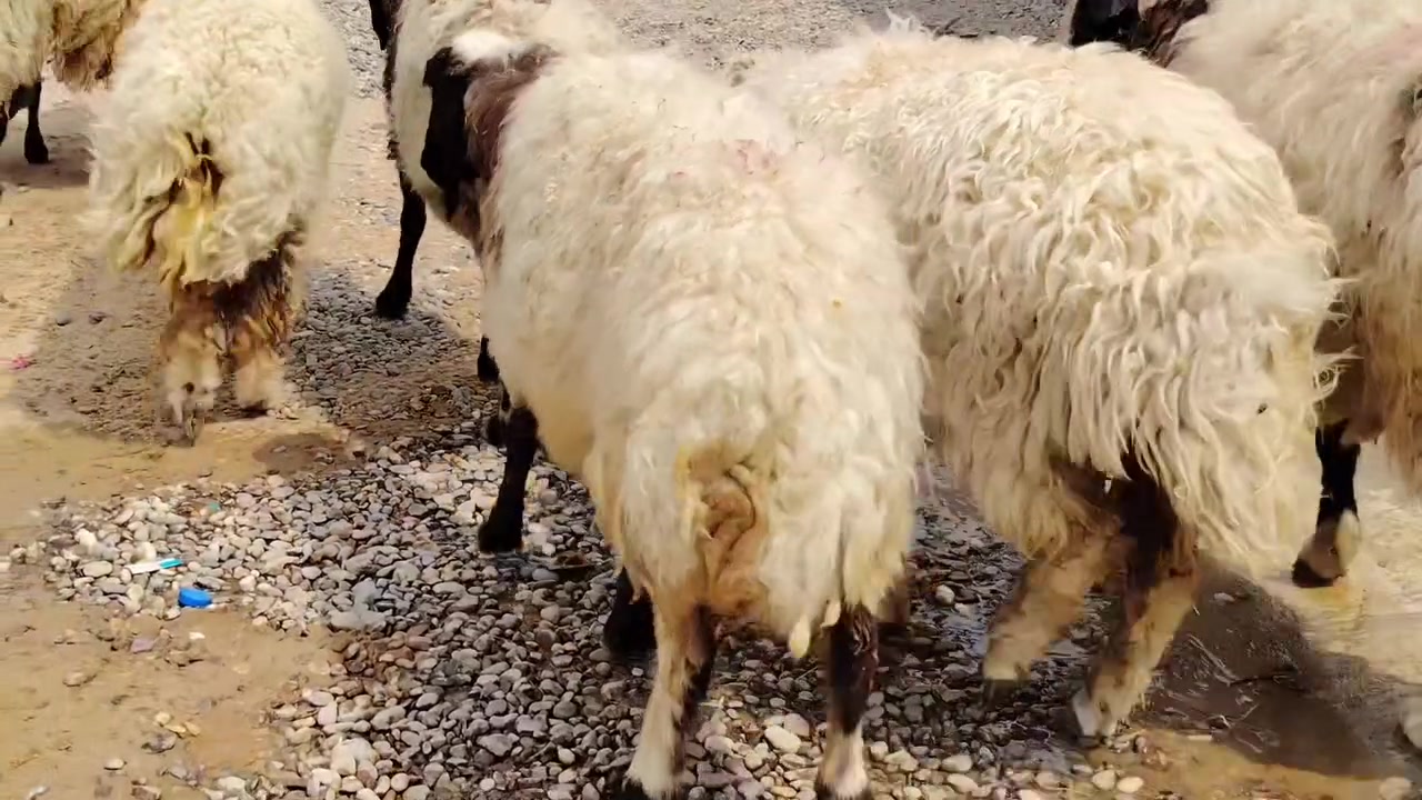 السلام عليكم اخوان للبيع غنم وراجين العدد 10 درجى أولى مال جناي شرط سن وشطر علئ كل عيب وين اليدور زين المكان صلاح الدين بيجي للاتصال ***********
