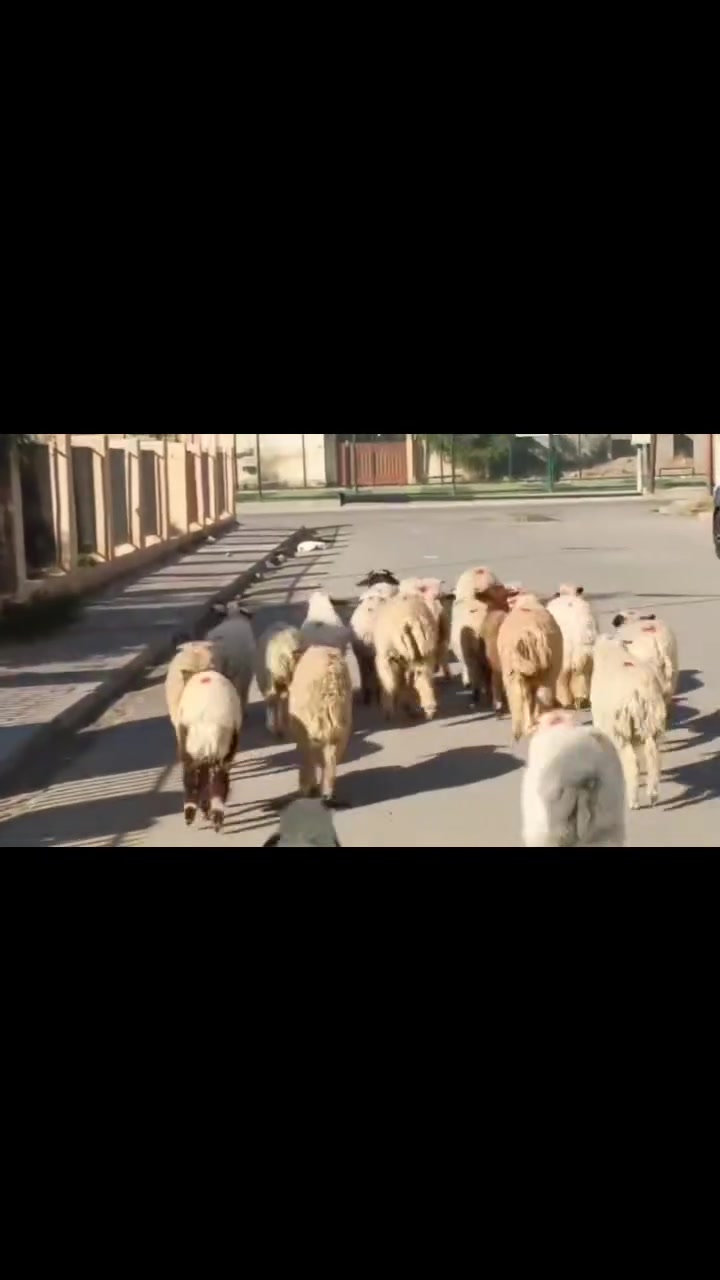 طليان ناصحات • ٢١ • حي العصري