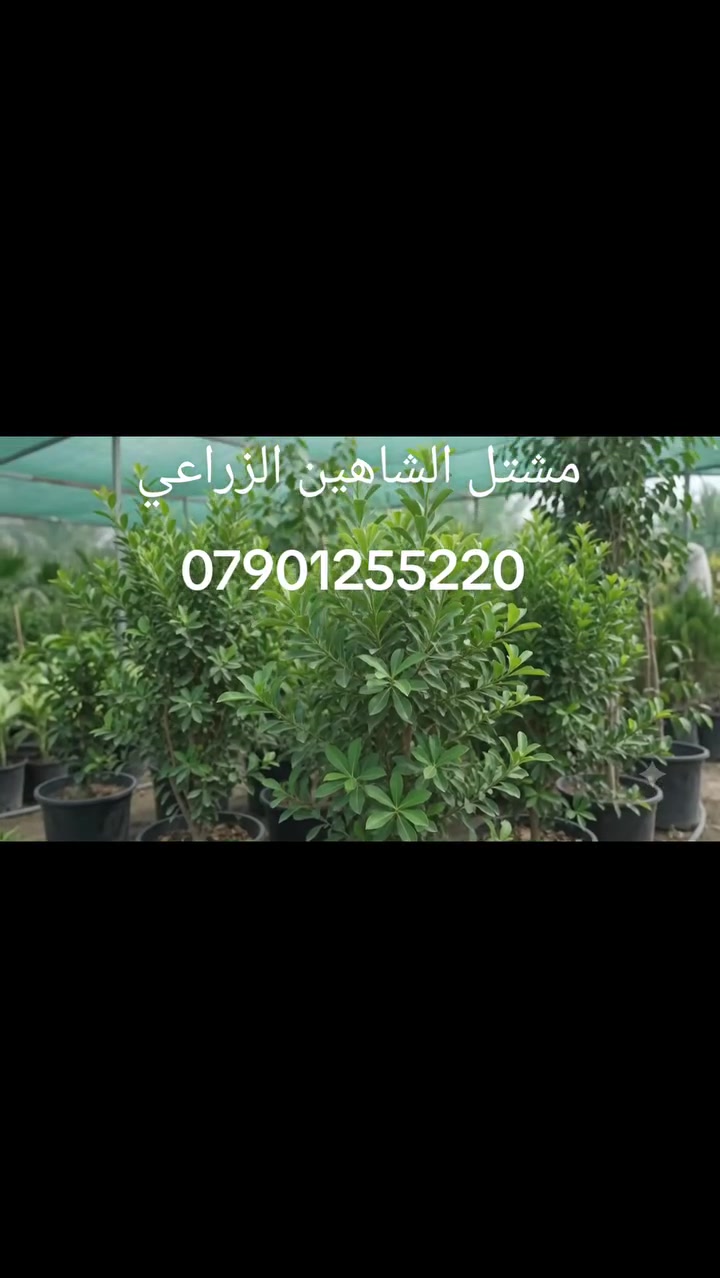 🌿 استقبلوا الموسم الخريفي بحلّة خضراء جديدة من مشتل الشاهين الزراعي! 🍂🪴
مع انطلاق موسم الزراعة والتشجير، نعلن عن توفر تشكيلة واسعة وشاملة من أرقى وأجود أصناف الأشجار والنباتات التي تلبي تطلعات عشاق الزراعة وأصحاب الحدائق والبساتين:
🌳 قسم الأشجار والشتلات:
 * أشجار ظل وزينة: لمسات جمالية وظلال وارفة لحديقتكم.
 * أشجار مثمرة: أصناف منتجة وموثوقة بعناية فائقة.
 * أشجار استوائية ونادرة: خيارات مميزة تزيد حديقتك تفرداً.
🌿 قسم النباتات والمتسلقات:
 * نباتات داخلية: لإضفاء الحيوية والأناقة داخل المنازل والمكاتب.
 * متسلقات ونباتات زينة خارجية: سياج أخضر وإزهار مميز طوال الموسم.
 * نباتات عطرية وطبية: انتعاش طبيعي وفوائد صحية في متناول يدك.
🚚 خدمة التوصيل: متوفرة وسريعة مباشرة إلى باب البيت أو المزرعة.
📍 الموقع: بغداد – الدورة – أبو دشير – شارع خط النفط
📞 للحجز والاستفسار: ***********
أهلاً وسهلاً بكم، ونتشرف بزيارتكم!
