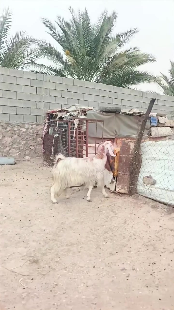 عنوز ٢ • رقم واحد • زويه الفرات