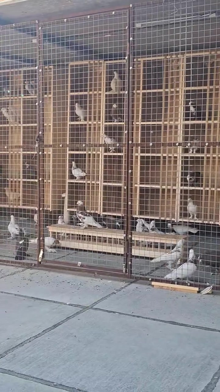 متاح بس الرفوف للبيع ***********
