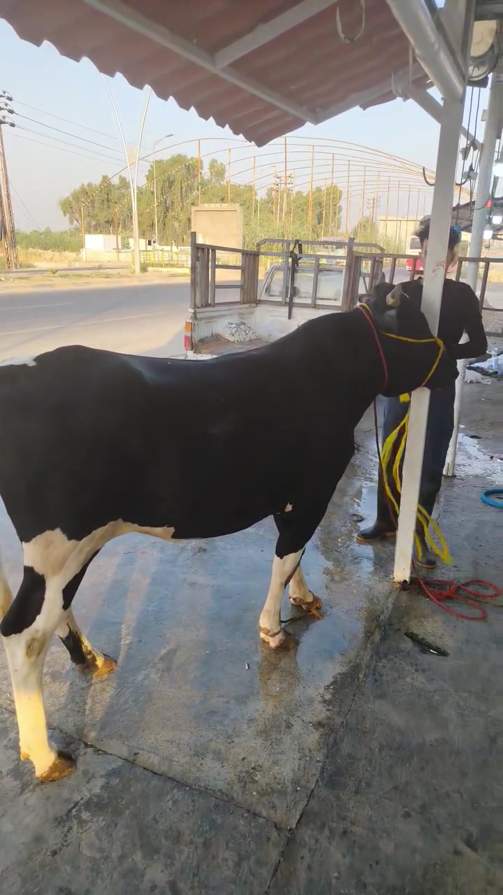 اللهم صلي على محمد وآل محمد الطيبين الطاهرين
اليوم بتاريخ 7 /30يوم الخميس
ذبح عجل عراقي هرفي فقط
يوجد خدمه توصيل داخل شهربان ***********
