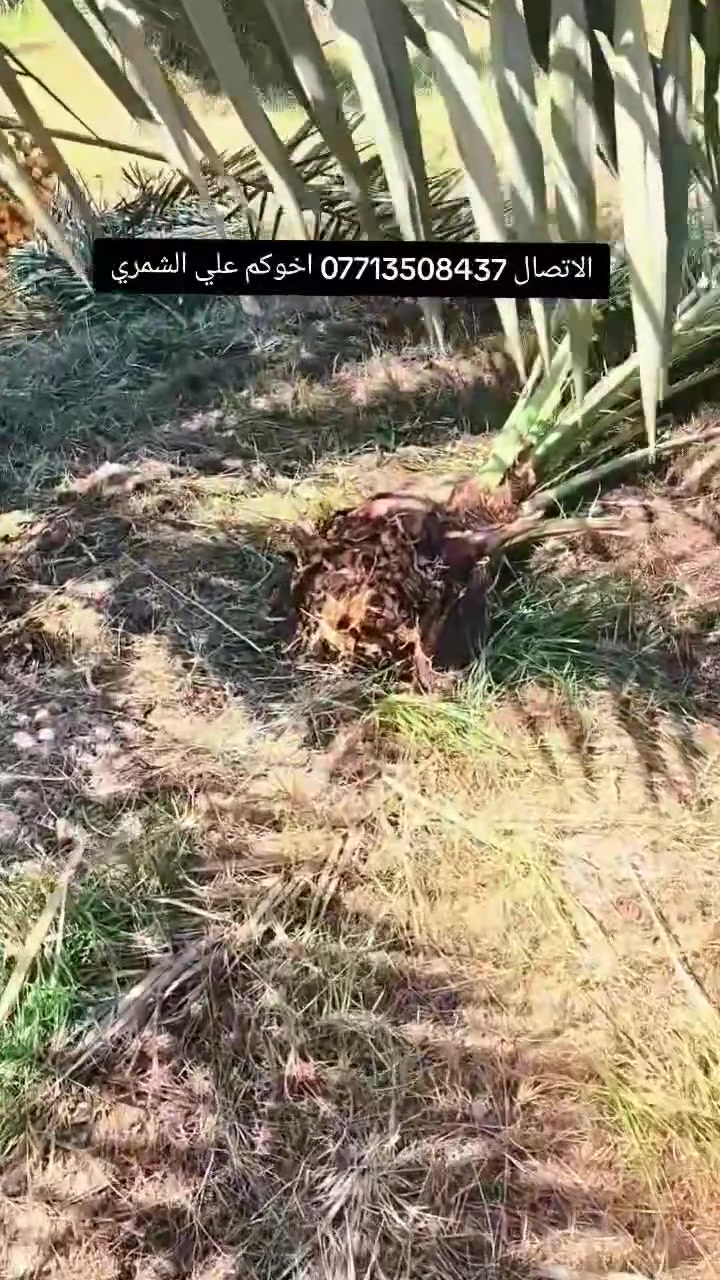 السلام عليكم بتاريخ/ 19/9/2026/تم قلع فسائل برحي من
 تحت الام للاخ محمد من الغزاليه  ايضا فسائل برحي  تحت الام احجام خشنه  القلع بحضور المشتري الي راغب بالشراء عنواني واسط الصويرة لاتصال  *********** علي الشمري البيع النخيل
