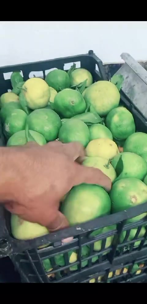 السبهاني • ١٠/١٩ • توصيل
