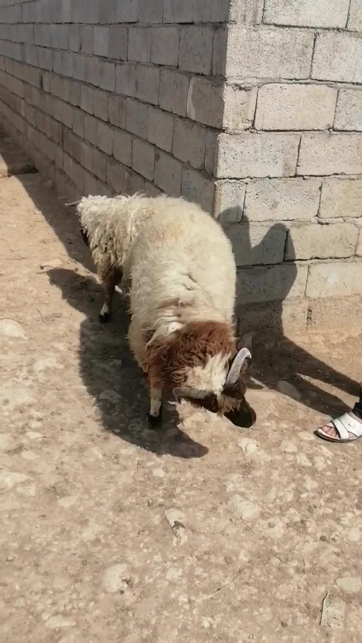 السلام عليكم مكلف بنشر
متاح طليان للبيع مكان كركوك  رقم صاحب الطليان ***********
