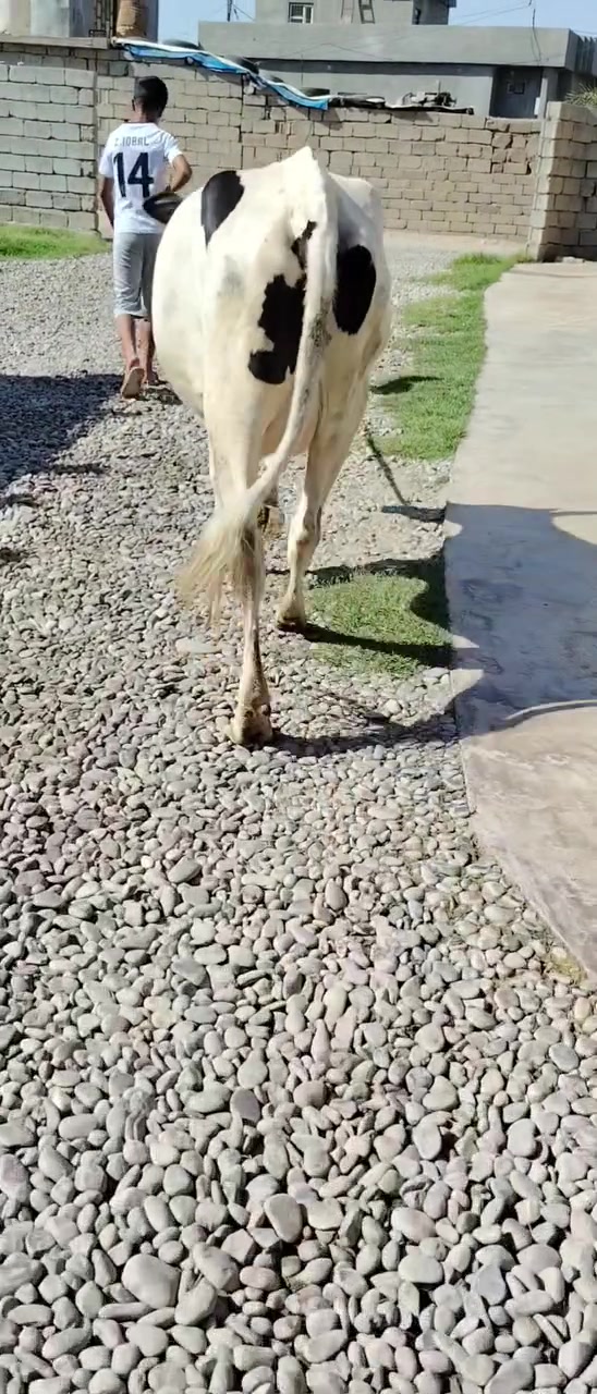 بجر اول بطن حليب ماشاء الله وراها حوليه جنس للبيع السعر مليونين و475) يرهم مراوس بحلال يوجد توصيل حسب التفاق المكان سديره سفلئ) ***********

نص مكتوب في الصور:
- HONOR X9c