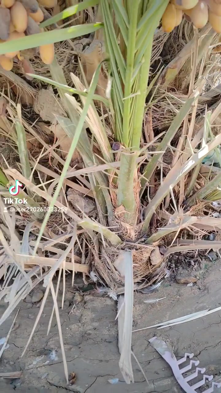 السلام عليكم متابعين الاعزاء فسائل شويثي اسود يوفر العدد مفتوح واسعار مناسبه ويوجد توصيل جميع المحافظات راغب للشراء تواصل على الرقم او ماسنجر او واتساب*********** تحياتي الى الجميع
