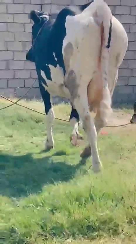 بسم الله ماشاء الله متاح بقره رقوث زراعيه اصليه وراها حولي زراعي رقم واحد ماشاء الله عمرو شهر وشويه حليب خير من الله هاديه شرط الجاهل يگعد جواها هشوس ماعون فول شطر حلو دابه مال بيت نضيفه حيلل ينشال عنها الخطه الوراها رابع بطن سنها زين وين اليدور نظيف وين اليدور مال جنيه حليب ٤ بطاله يوميه السعر ٣ مليون وبيها مجال شي قليل المكان الشرقاط الخظرانيه الهاتف ***********
