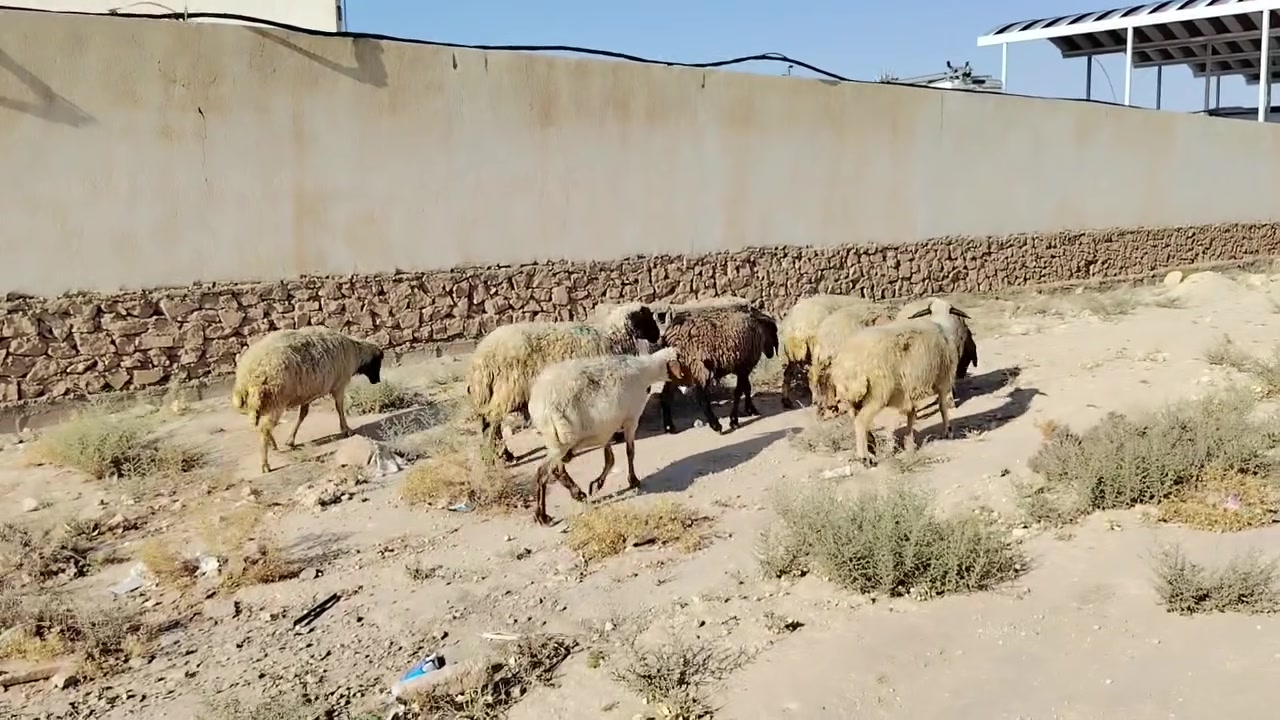 بسم الله تبارك الرحمن ♥
اخوان ماشالله متاح نعاج عدد 9 غنم كله معشرا تلزم طليان بيدك بس مانطي ضمان عن لمفاشل غنم كله خشنه وحلوه وكلهن ثاني وثالث بس بيهن وحده ام رابع  ونصاح شرط سن وشطر وعلاكل عيب اخوان نعاج سعر زوج 635 مكان الانبار حديثه *********** وبي واتساب 
اخوان البيع درج
