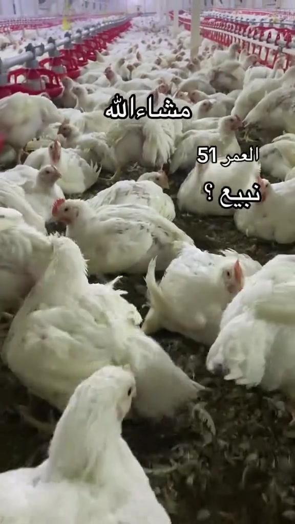 علاء نشأت عمران 
سعر الكيلو  2550
10دجاجات خشن ب60
10دجاجات خشن دبل75
25دجاجه دبل ب160
20دبل ب130
40دجاجه دبل خشن ب260
50دجاجه دبل ب320
80دجاجه خشنه دبل ب550الف
100دجاجه خشنه دبل ب600
200دجاجه خشنه دبل ب1,300,000الف
400دجاجه خشنه دبل ب2,600,000الف
ذبح وتنظيف مجاني مجاني 
مستعدون لتجهيز كافه المناسبات والمطاعم باسعار مناسبة وتوجد عروض خاص للمناسبات *********** ***********
#بغداد #اليوسفية
#المحموديه_مدينتي
#لسناالوحيدون ولكننا الأفضل
يوجد توصيل جميع مناطق العراق

نص مكتوب في الصور:
- ٥ دجاجات دبل ب ٣٠ الف