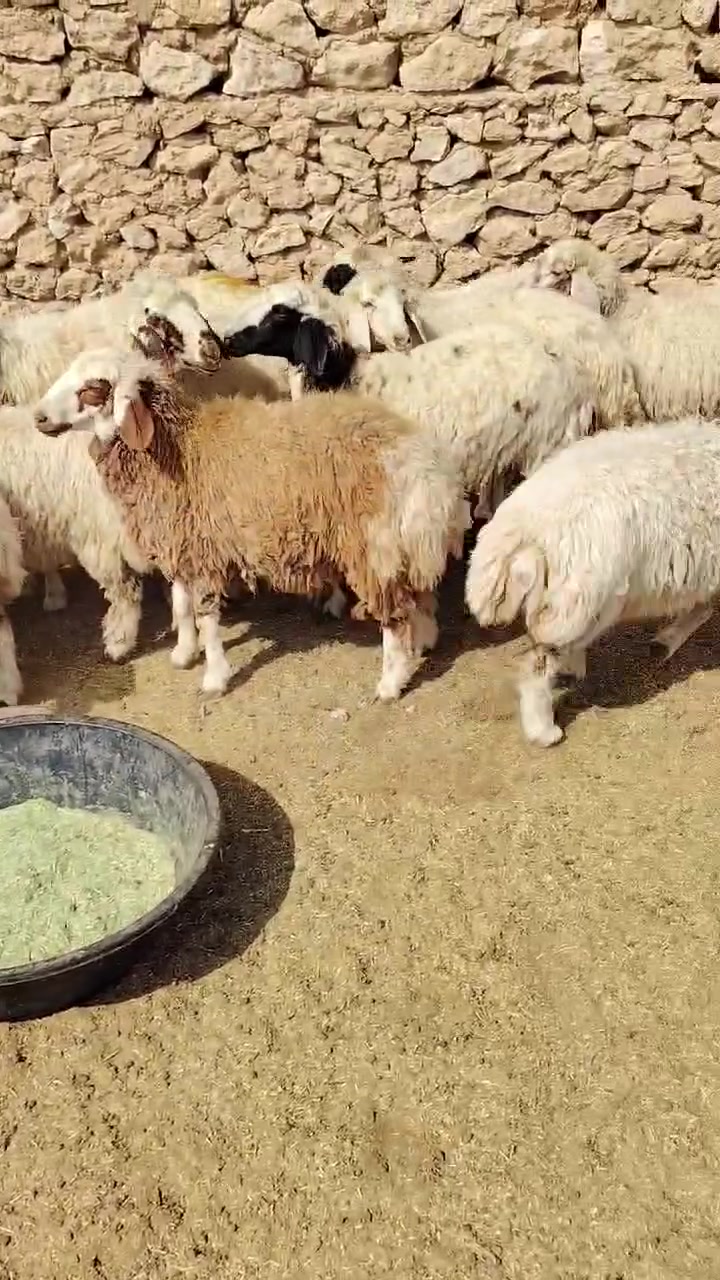 ١٣ثنيه • مو مبدلات • ناحية الريحانه