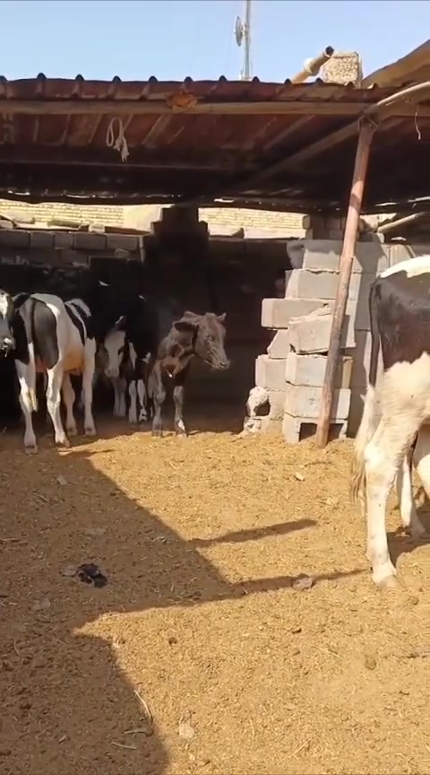#عجول***********
***********لعدد13سعرمناسب لايك علق بتم يوصلك السعر يوجد توصيل حلال مناسب جدن تصل عله رقم فوري
