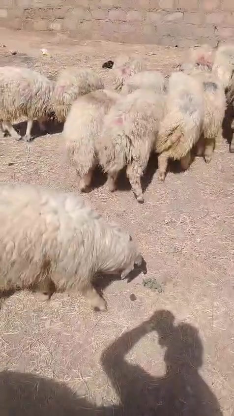 سلام عليكم ٢٥ طلي كبار يرهمن ربط ويرهمن كصابه دين ما بيع قصاد ما بيع رقم تلفون *********** مكان شرقاط
