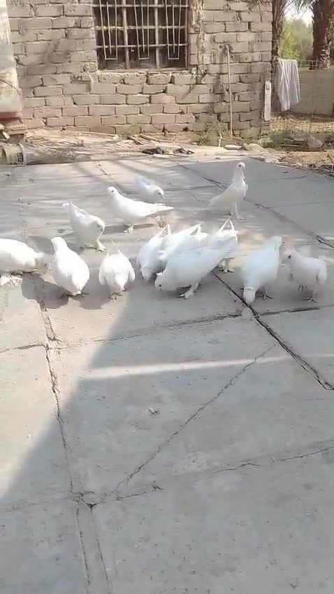 أرافل • ٦ أزواج • لقاح كامل