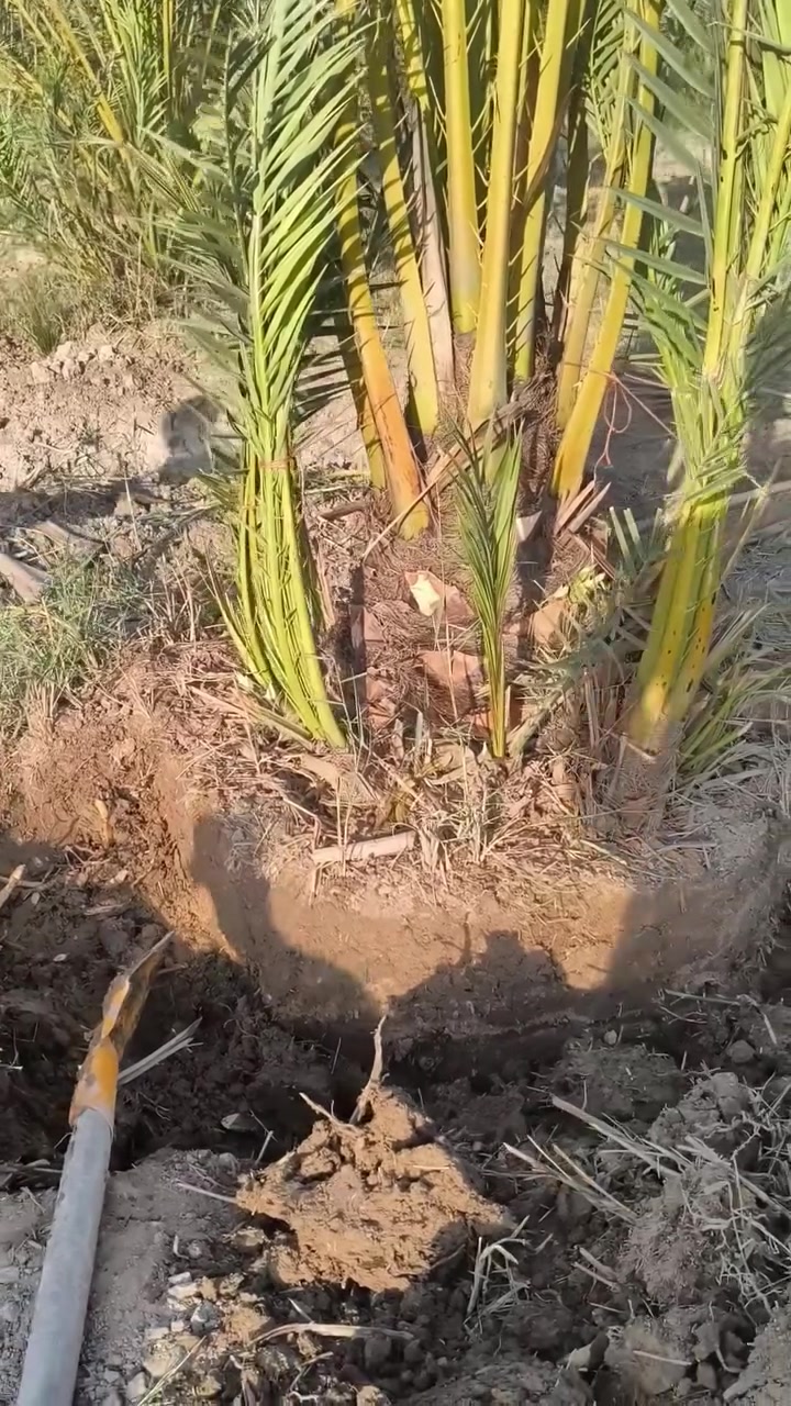 رضا الراشد لنخيل البرحي عنواني بصره ابو لخصيب ***********
